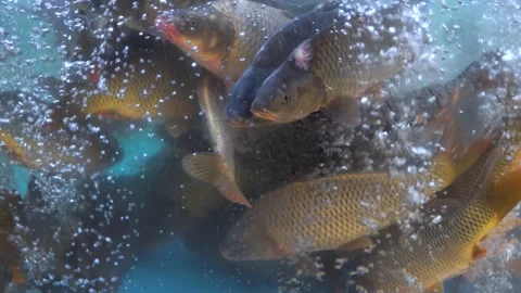 Close Up of Koi Carp Swimming in Bubbles Underwater in a Pond Aquarium Stock Footage 325215223