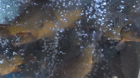 Close Up of Koi Carp Swimming in Bubbles Underwater in a Pond Aquarium Stock Footage 328354656