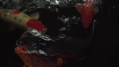 Close up of Koi fish feeding on the surface, spooked and dash off to safety Stock Footage 162154363