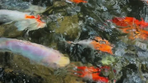 Close up koi fish Stock Footage 80186605