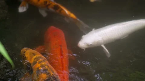 Close up koi fish Stock Footage 165833089