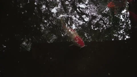 Close up of a Koi fish as its jaw breaks the surface disturbing the reflection Stock Footage 162154668