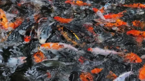 Close up koi fish in the pond. 스톡 동영상 80187026