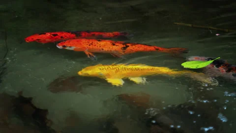 Close up of Koi fish in the water Stock Footage 305880982