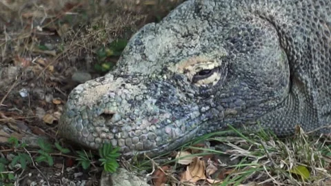 Close up komodo dragon 50p 库存影片 147083409