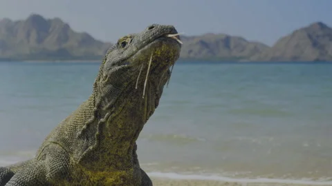 Close-up of Komodo dragon on beach Stock Footage 146650044