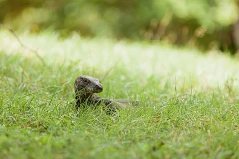 Close-up of Komodo dragon in the grass Stock Photos