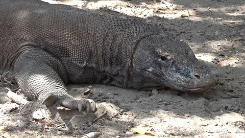 Close up of komodo dragon lying in shade, then zoom out Stock Footage 86736660