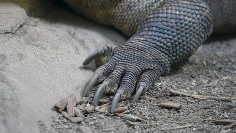 Close-up of Komodo dragon's clawed feet and rough hide, highlighting this Stock Footage 341477185