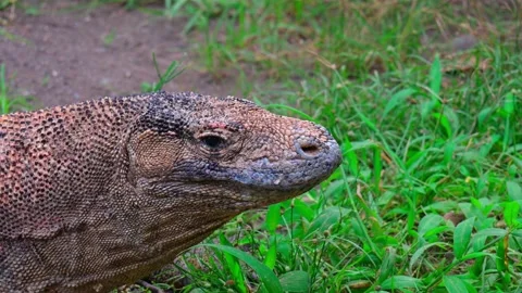 Close up Komodo 스톡 동영상 235821891
