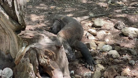 Close up of a komodo near a tree trunk Stock Footage 276163019