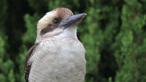 Close up of a Kookaburra Video stock 169009829