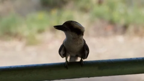 Close up of Kookaburra Vídeos de archivo 303020695