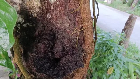 Close Up of Kuini Tree Bark Texture (Mangifera odorata) Stock Footage 340597086