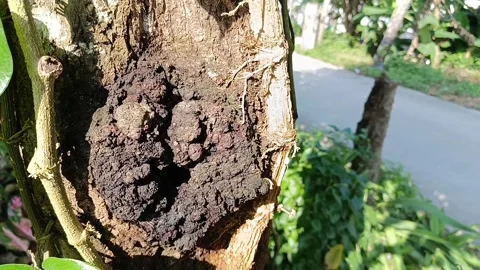 Close Up of Kuini Tree Trunk Bark Texture with Green Betel Vine Stock Footage 340597057
