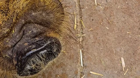  Close up of kune kune pig Stock Footage 252648424