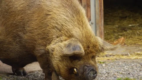 Close up of kune kune pig  Stock Footage 269409538