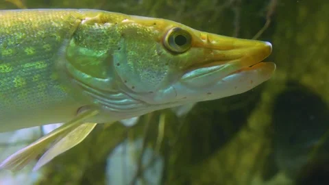 Close up of l small pike relaxing Stock Footage 277465617