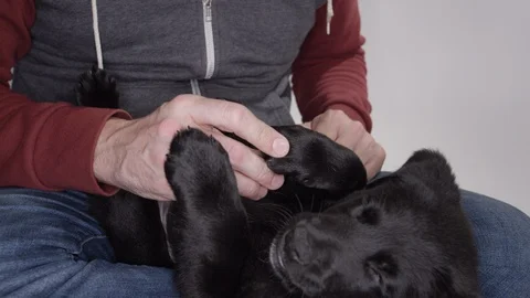 Close up lab puppy getting pet in slow motion Stock Footage 110748914