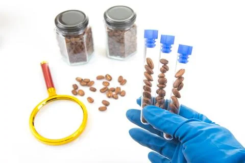 A close-up of a lab setup featuring coffee beans in test tubes, glass jars,.. Stock Photos