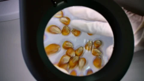 Close-up, a lab technician examines corn grains under a magnifying glass Video stock 96763448