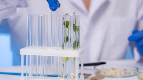 Close-up of lab test tubes with green plants in water Stock-Fotos