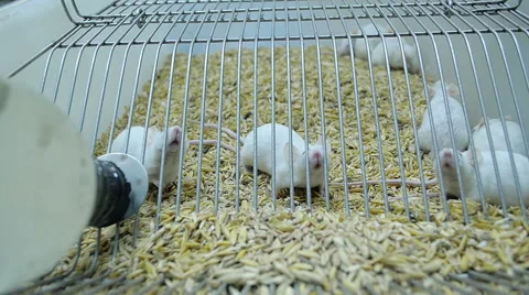Close-Up Laboratory Mice In A Cage Stock Footage 56272104