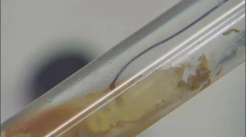 Close Up of Laboratory Technician Extracting Viral Sample from Test Tube Stock Footage 60811650
