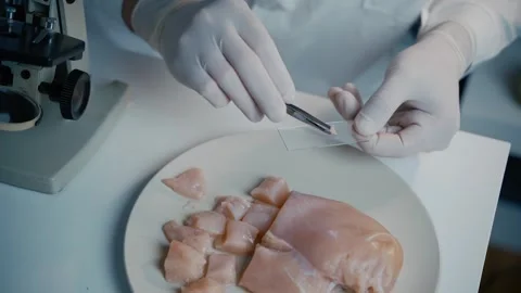 Close-up of a laboratory technician preparing a chicken meat sample for Video stock 327405187