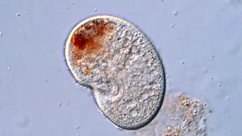Close-Up Laboratory Video of Fast Moving Ciliates Video stock 318945285