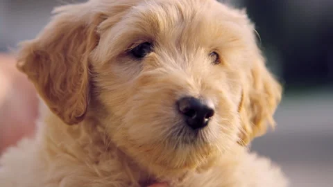 Close on labradoodle puppy face looking around in slow motion Video stock 204037150