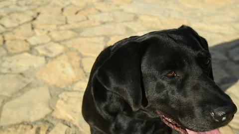 Close-up of labrador dog, camera flying around. 360° surround view camera. Stock Footage 116560908