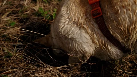 Close-up of Labrador dog digging a hole in dry grass. Natural instinct behavior Stock Footage 327229162