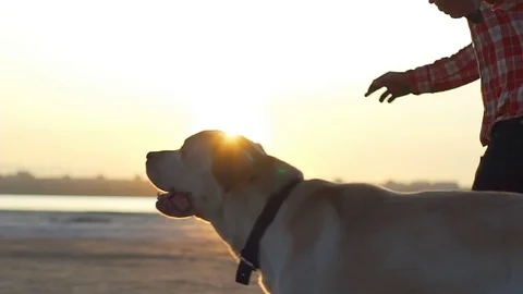 Close up labrador dog with owner playing at empty beach sunset rapid slow motion Stock Footage 79773875
