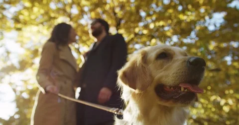 Close up of labrador muzzle and standing young couple on the blurred background Stock Footage 82510547