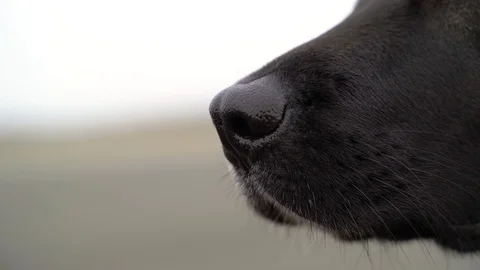 Close up of labrador observing movement at Tempelhof Field, Berlin, Germany. Stock Footage 105555787
