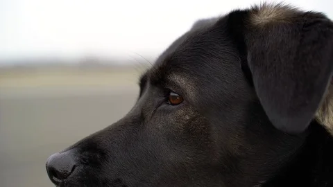 Close up of labrador observing movement at Tempelhof Field, Berlin, Germany. Video stock 105555938