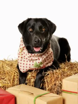 Close-up of labrador Stock Photos