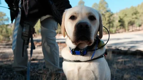 Close-up of Labrador search and rescue dog looking upward Stock Footage 321813981