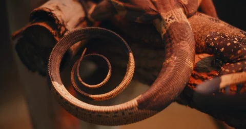 Close up of lace monitor's tail, also known as tree goanna. Stock Footage 126774094