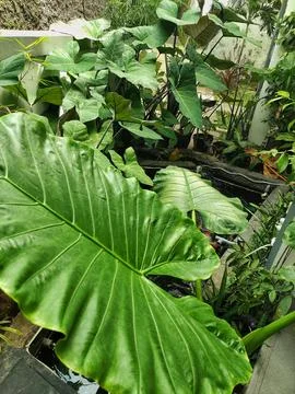 A Close-Up of a Laceleaf Plant Stock Photos
