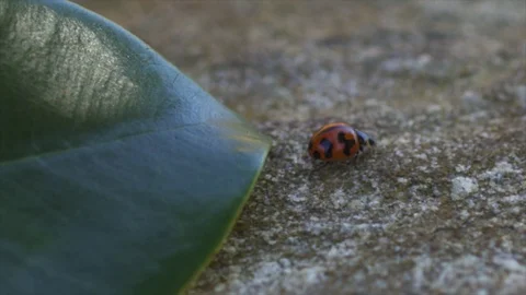 Close up of lady beatle Video stock 74111233