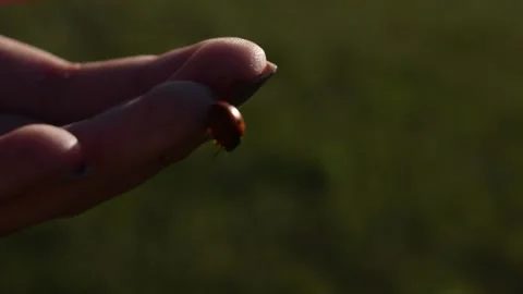 Close-Up of Lady Bug on Finger Stock Footage 146560731