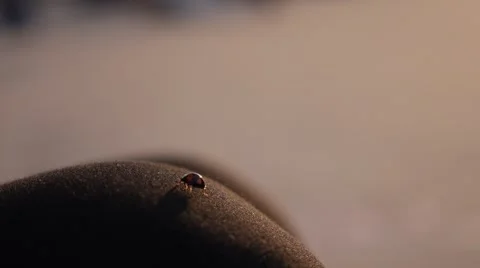 Close-up of lady-bug 스톡 동영상 41680048