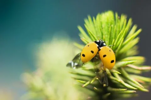 Close of a lady bug in a garden Stock Photos