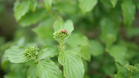 Close up of the lady bug in a green plant. Macro shot Video stock 132347889