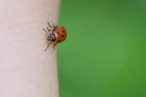 Close up of lady bug on hand Stock Photos