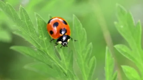 Close up of lady bug on a leaf Stock Footage 243645179