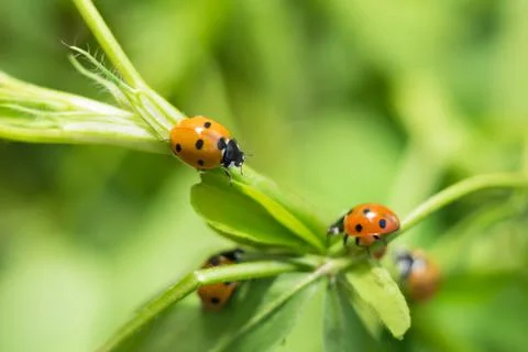 Close of lady bugs in a garden Stock Photos