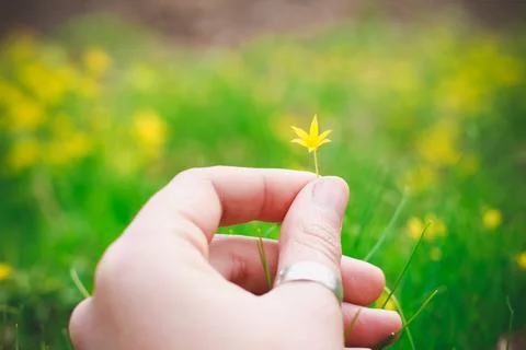 Close up lady hand holds tiny yellow flower concept photo Stock Photos